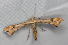 Platyptilia calodactyla