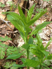 Hybanthus concolor