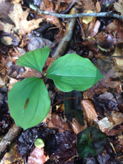 Trillium catesbaei