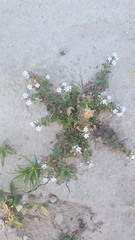 Glandularia quadrangulata