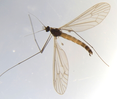 Trichocera hiemalis