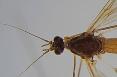 Trichocera hiemalis