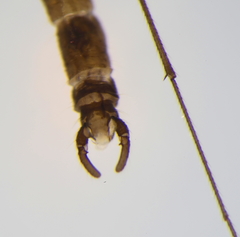 Trichocera hiemalis