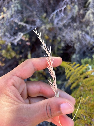 Rytidosperma biannulare observed 2023-10-12