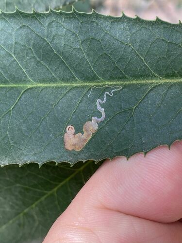 Stigmella heteromelis photo 4
