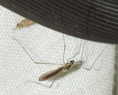 Gonomyia puer