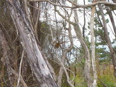 Poodytes punctatus punctatus