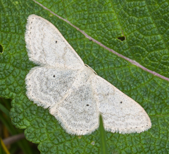 Scopula incanata