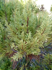 Austrocedrus chilensis