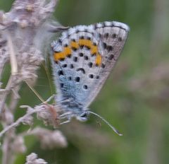 Pseudophilotes bavius