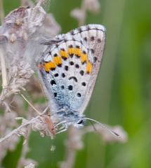 Pseudophilotes bavius