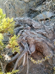 Austrocedrus chilensis