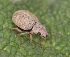 Foucartia squamulata