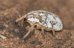 Larinus vulpes