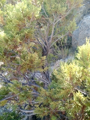 Austrocedrus chilensis