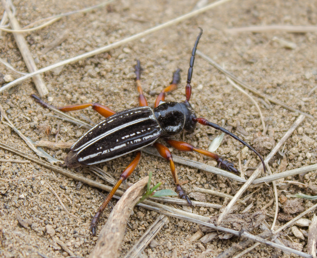 Dorcadion glicyrrhizae