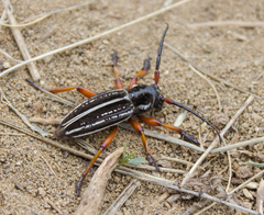 Dorcadion glicyrrhizae