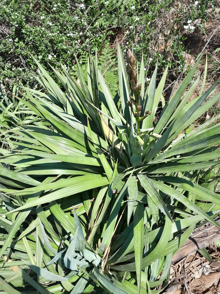 moundlily yucca from Haenertsburg, 0730, South Africa on October 12, 2023 at 1029 AM by