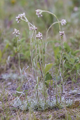 Antennaria rosea rosea