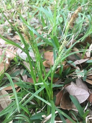 Carex cherokeensis