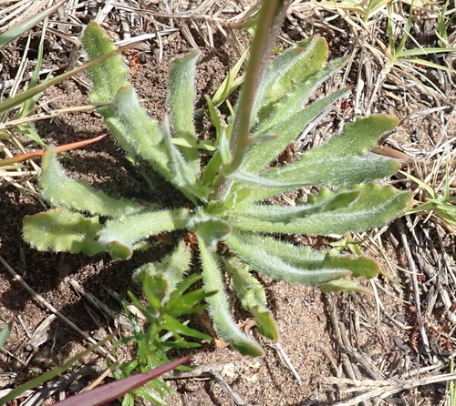 Image of Wahlenbergia androsacea by (c) Nicola van Berkel, some rights reserved (CC BY-SA)