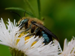 Osmia chalybea