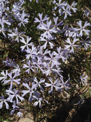 Phlox bifida
