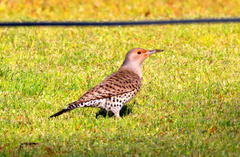 Colaptes auratus