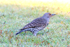 Colaptes auratus