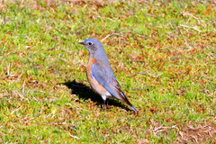Sialia mexicana