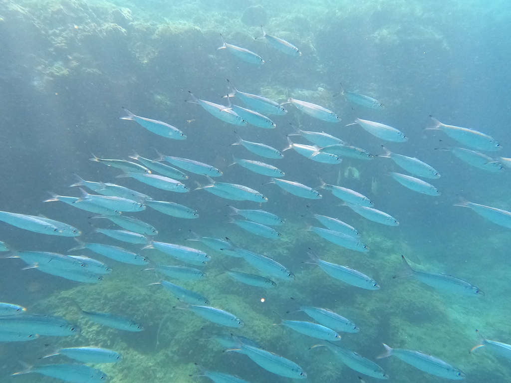 Madeiran Sardinella in October 2023 by Néstor Negrín Arteaga · iNaturalist
