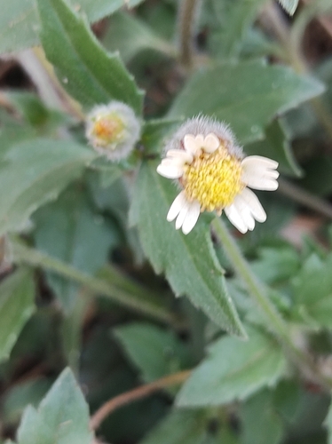 Tridax Daisy