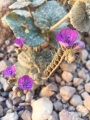 Phacelia calthifolia