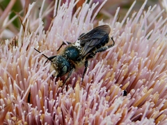 Osmia chalybea