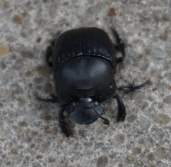 Phanaeus texensis
