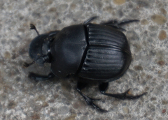 Phanaeus texensis