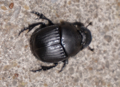 Phanaeus texensis