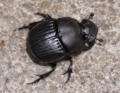 Phanaeus texensis
