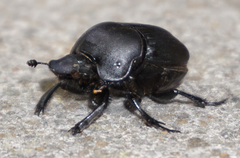 Phanaeus texensis
