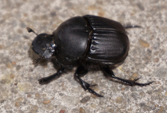 Phanaeus texensis