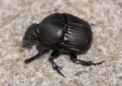 Phanaeus texensis