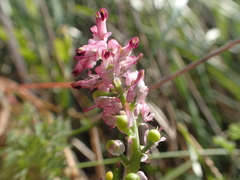 Fumaria densiflora