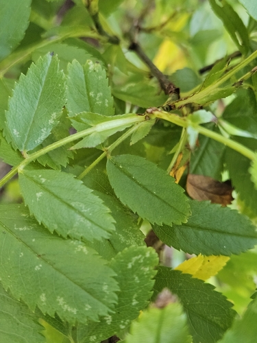 Image of Rosa virginiana by (c) Mike Zifkin, some rights reserved (CC BY)