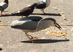 Nycticorax nycticorax