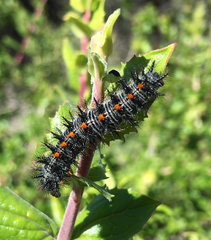 Euphydryas chalcedona