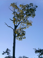 Bertholletia excelsa