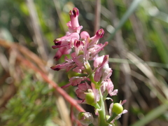 Fumaria densiflora