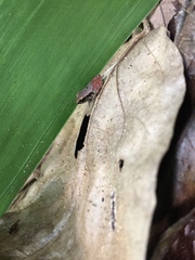 Craugastor stejnegerianus