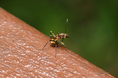 Polyrhachis ypsilon
