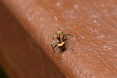 Polyrhachis ypsilon